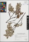 Foto von Salix glauca L.